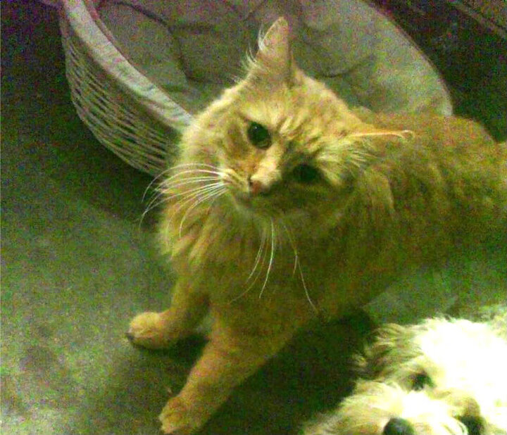 寒冷意志焚赤道,当安赛龙以烈焰主导逆转风暴