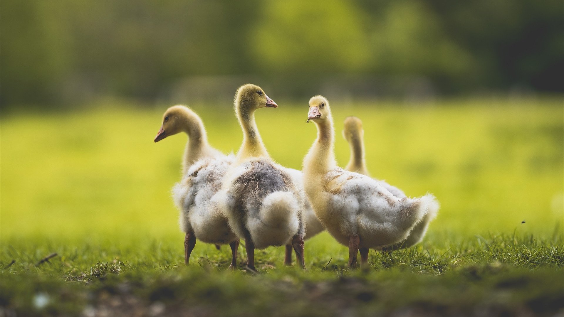 风暴中的灯塔,法比尼奥一肩扛起切尔西的惊魂夜