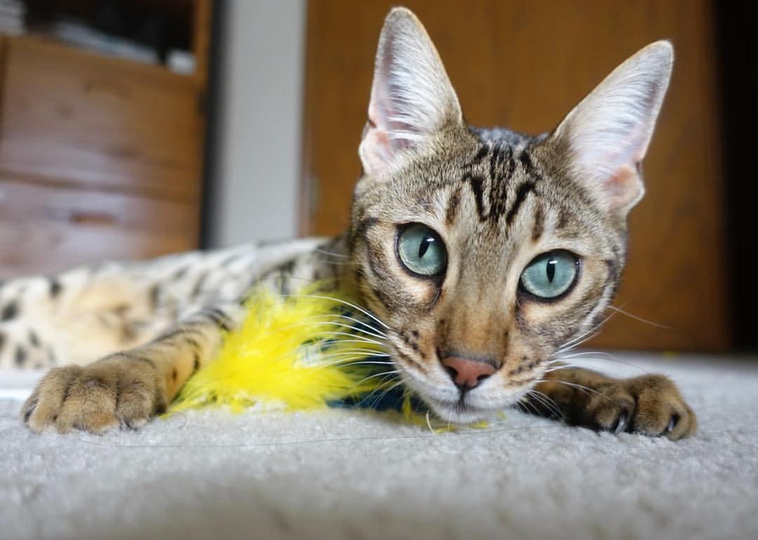 体育跨界狂想曲,曼城绿茵场击溃洪都拉斯,卢卡库F1赛道年度争冠接管比赛