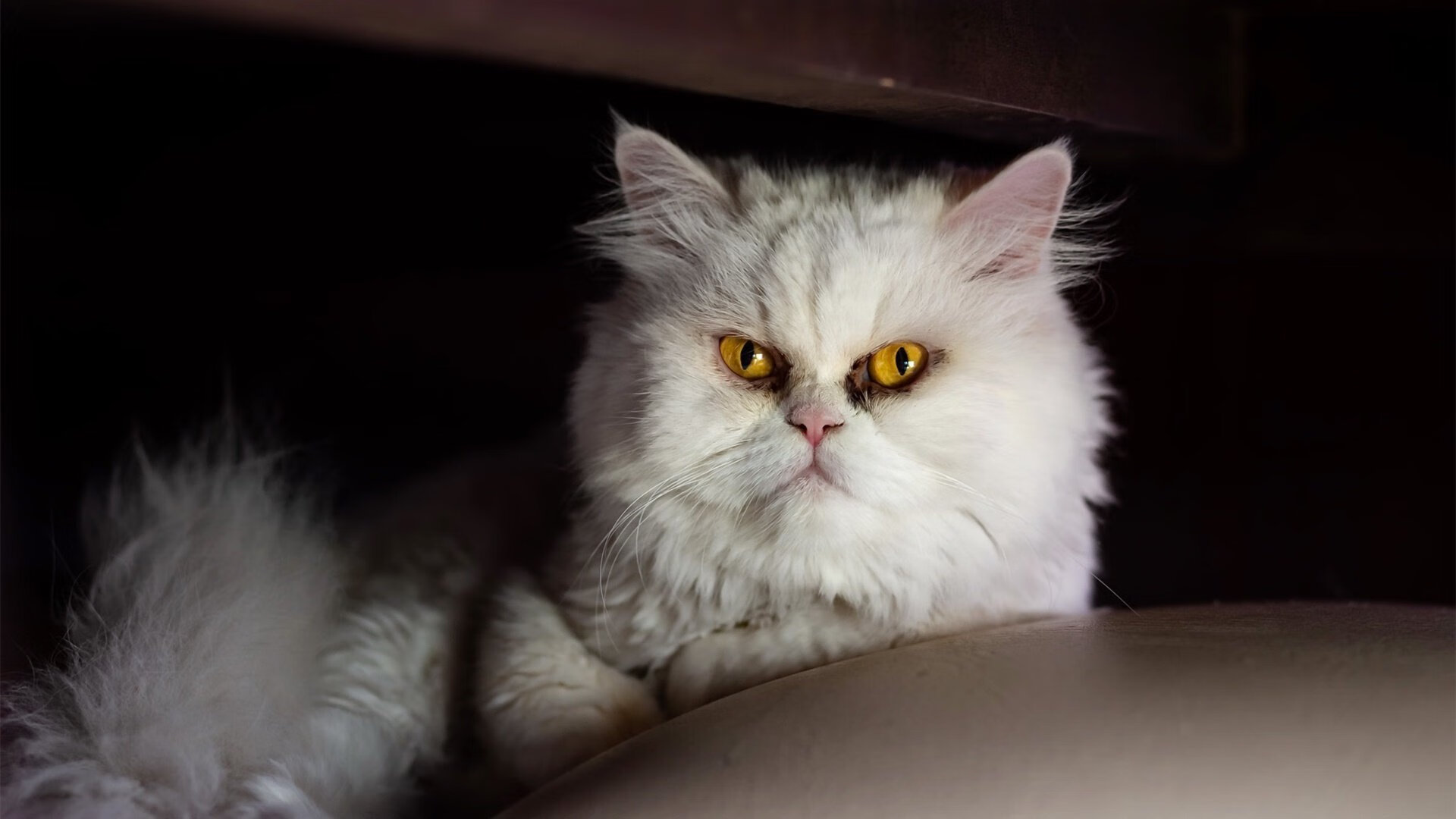 王座上的年轻人，从辽宁队到莫兰特，一场关于接管的时代叙事