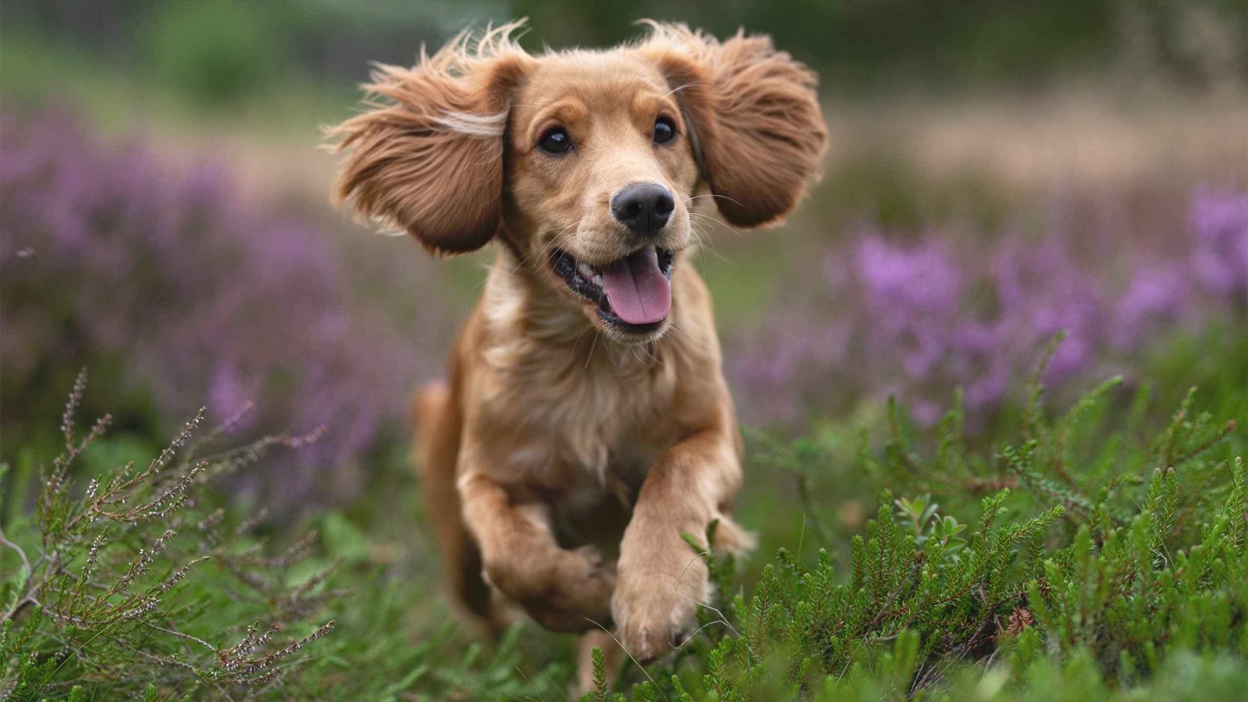 节奏的暴君，当金玟哉的防守哲学降临NBA总决赛之夜