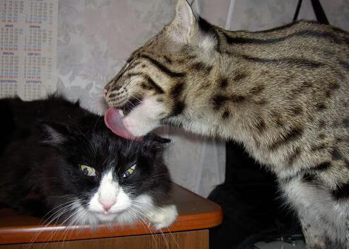 绝境与爆发，瑞典最后时刻绝杀背后的帕尔默数据爆炸