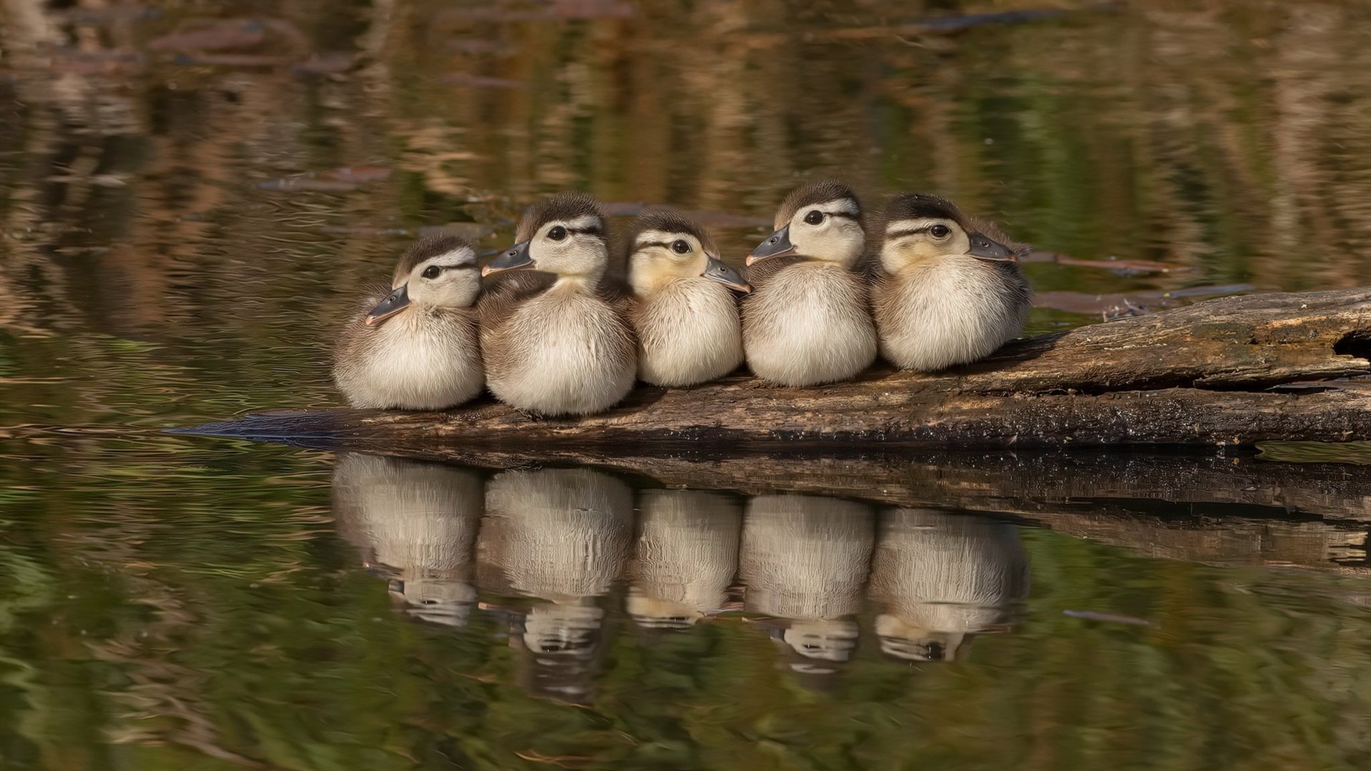 绿茵烽火映篮坛,独行侠以欧冠决赛级强度全面压制森林狼,谱写焦点战传奇