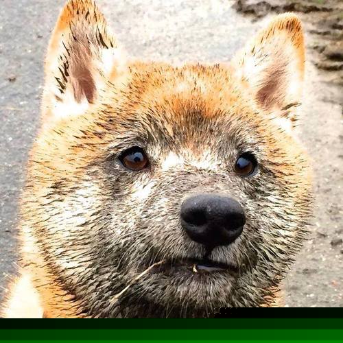 冰与火的对决，布雷默的钢铁意志与秘鲁的热血逆袭