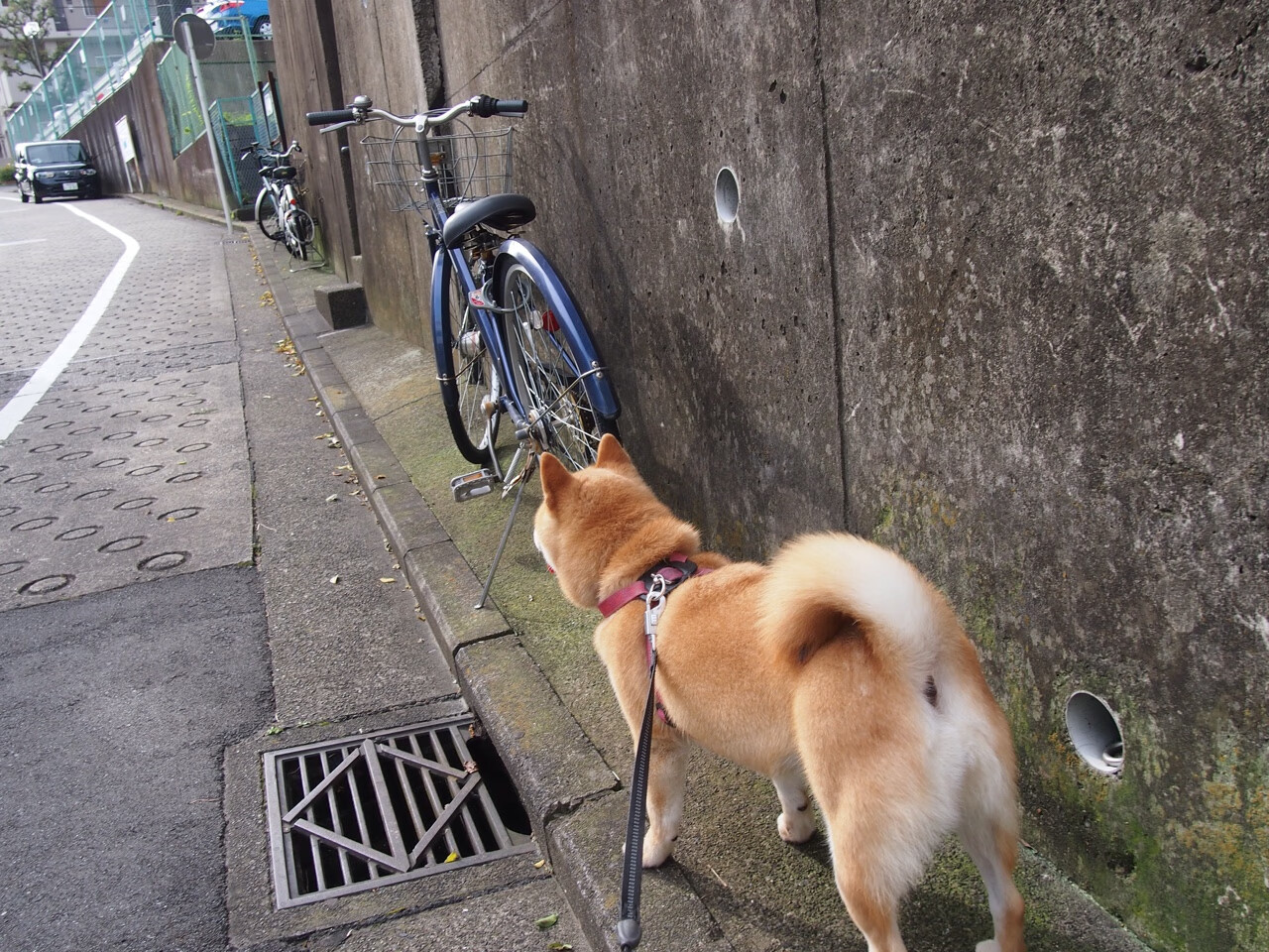 双重维度下的唯一性爆发,当摩洛哥改写非洲足球史,迪亚斯用个人表演重定义NBA季后赛