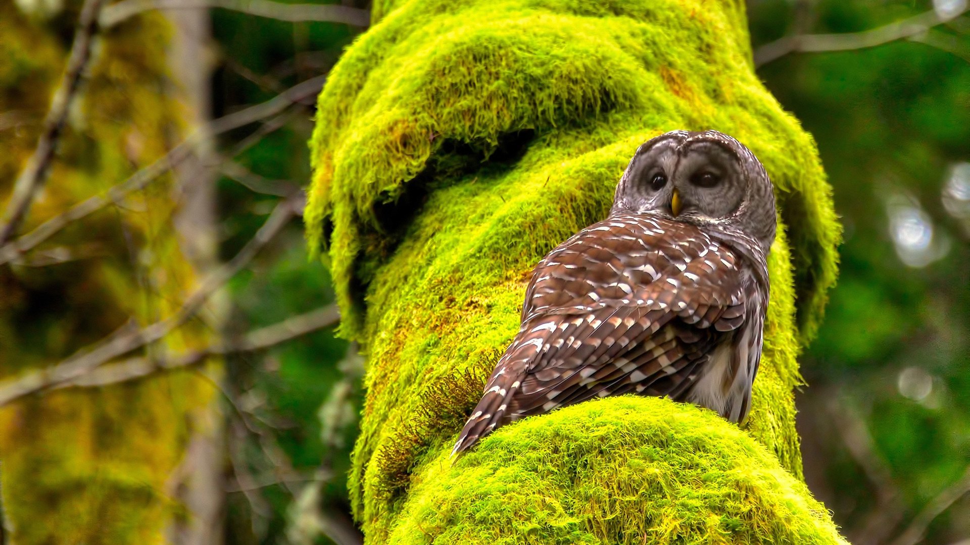 镌刻绿茵,东西对话之夜,格纳布里利刃出鞘