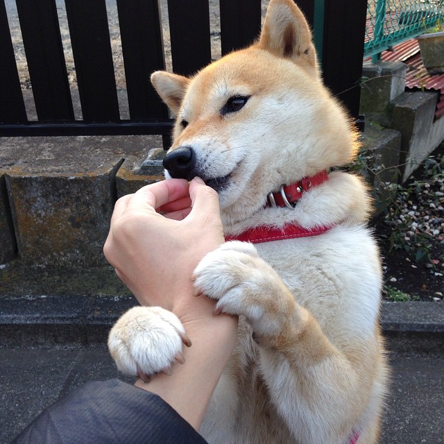 双核缺席,新核崛起,葡萄牙完美战术击碎秘鲁,罗德里化身关键先生