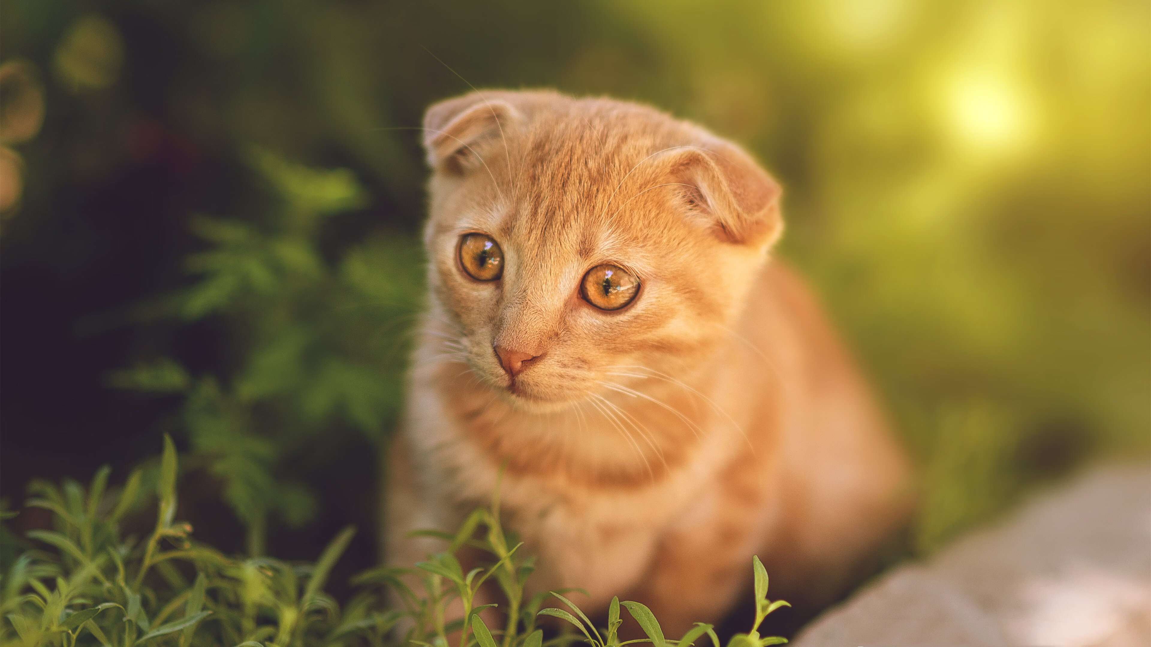 布鲁诺，在巴西的绿色台风眼中，以一脚手术刀般的传球切开了苏格兰的防线