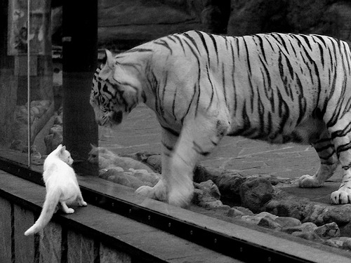 当定义完胜的比赛来临,穆勒如何为新西兰足球改写了剧本