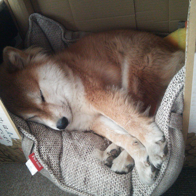 天神下凡夜，凡人亦举鼎，当杜兰特与广厦在平行世界里一同收割比赛