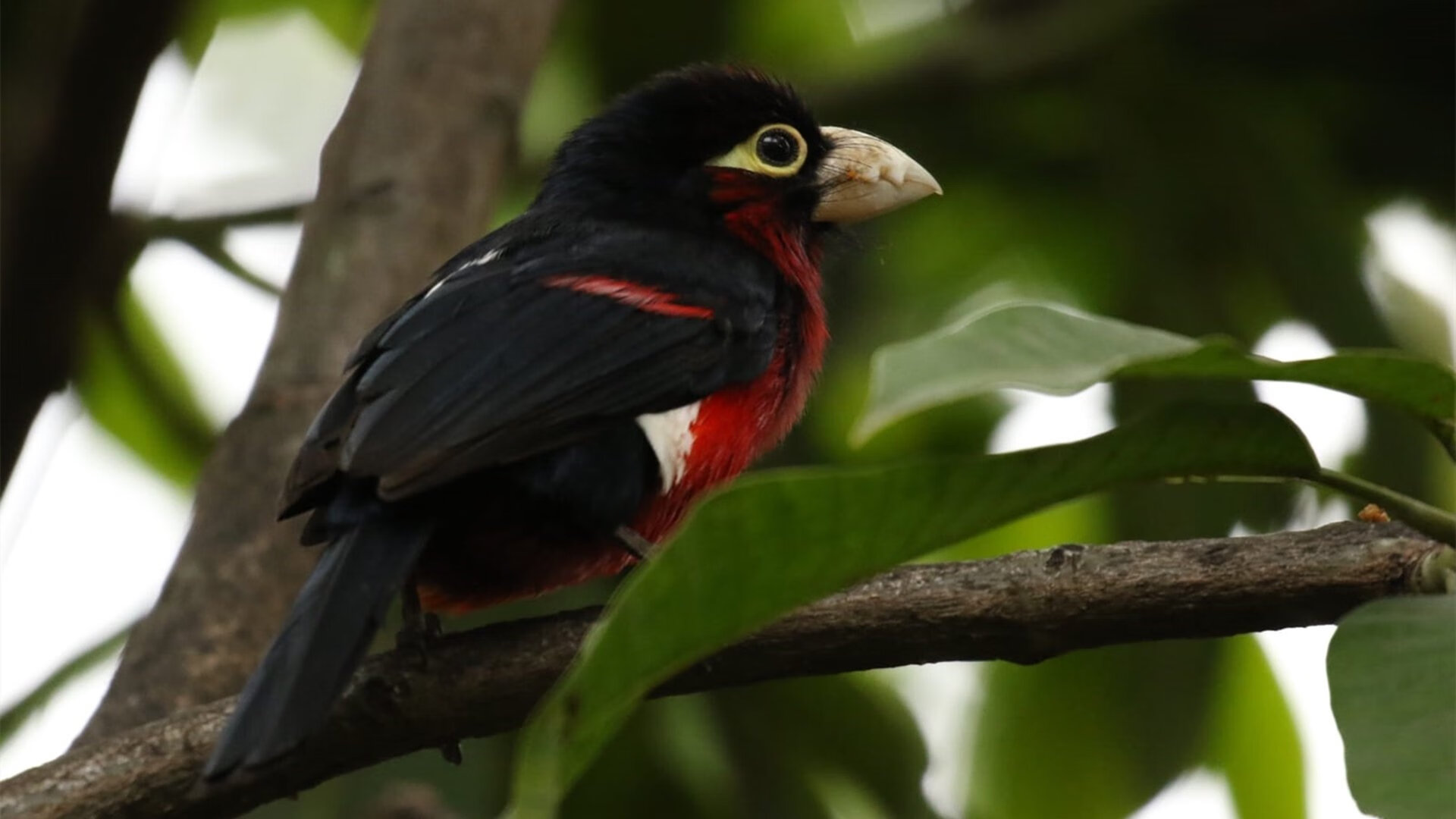 撕裂天空的翅膀,上海男篮跨洲晋级之夜,伦纳德用死亡缠绕定义焦点