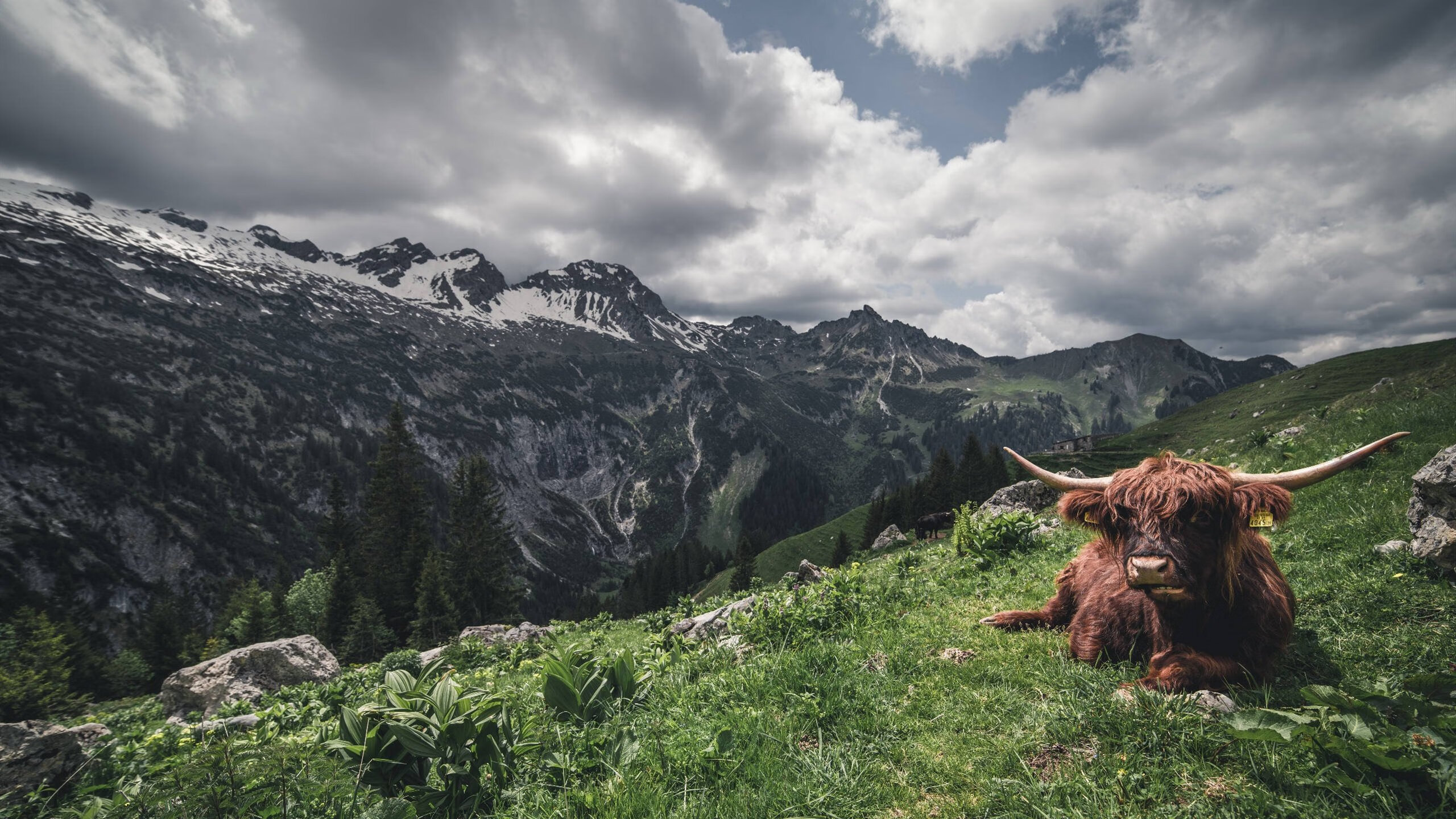 西甲国家德比之夜,当绿茵星辰相遇时,塔图姆跨界惊艳四座