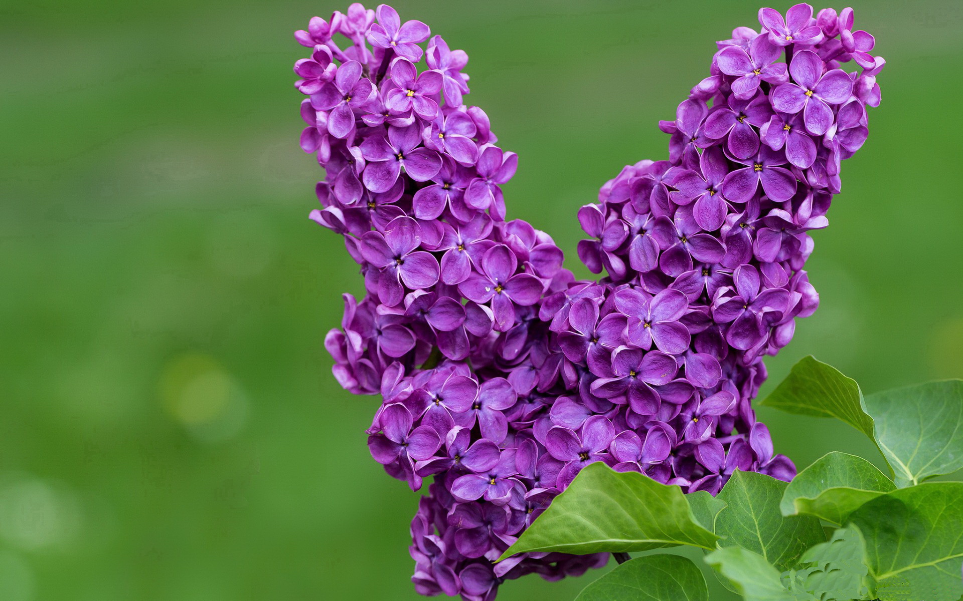 闪电与洪流,当拉什福德瞬间爆发,尼斯用法国盾打穿委内瑞拉