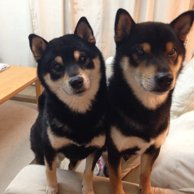 奥运资格赛的终场哨声，荷兰男排斩断秘鲁16年奥运梦