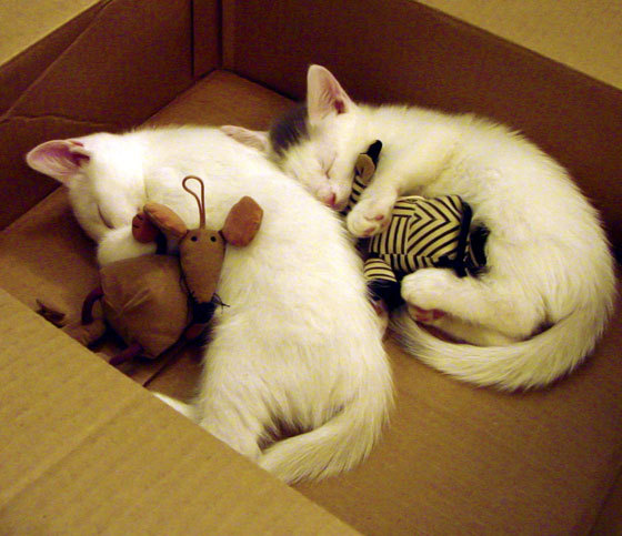 加勒比海的逆袭,罗德里爆发,洪都拉斯最后时刻击沉英格兰